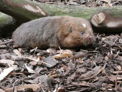 Lesser bamboo rat - De Zonnegloed - Animal park - Animal refuge centre 